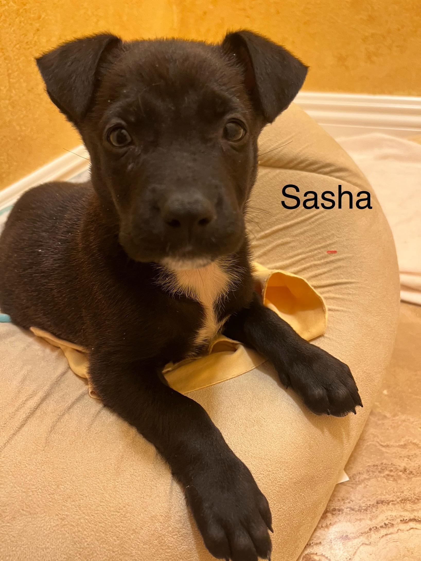 Enlarge Sasha, an adopted Pit Bull Terrier in Claremont, CA image 3/3