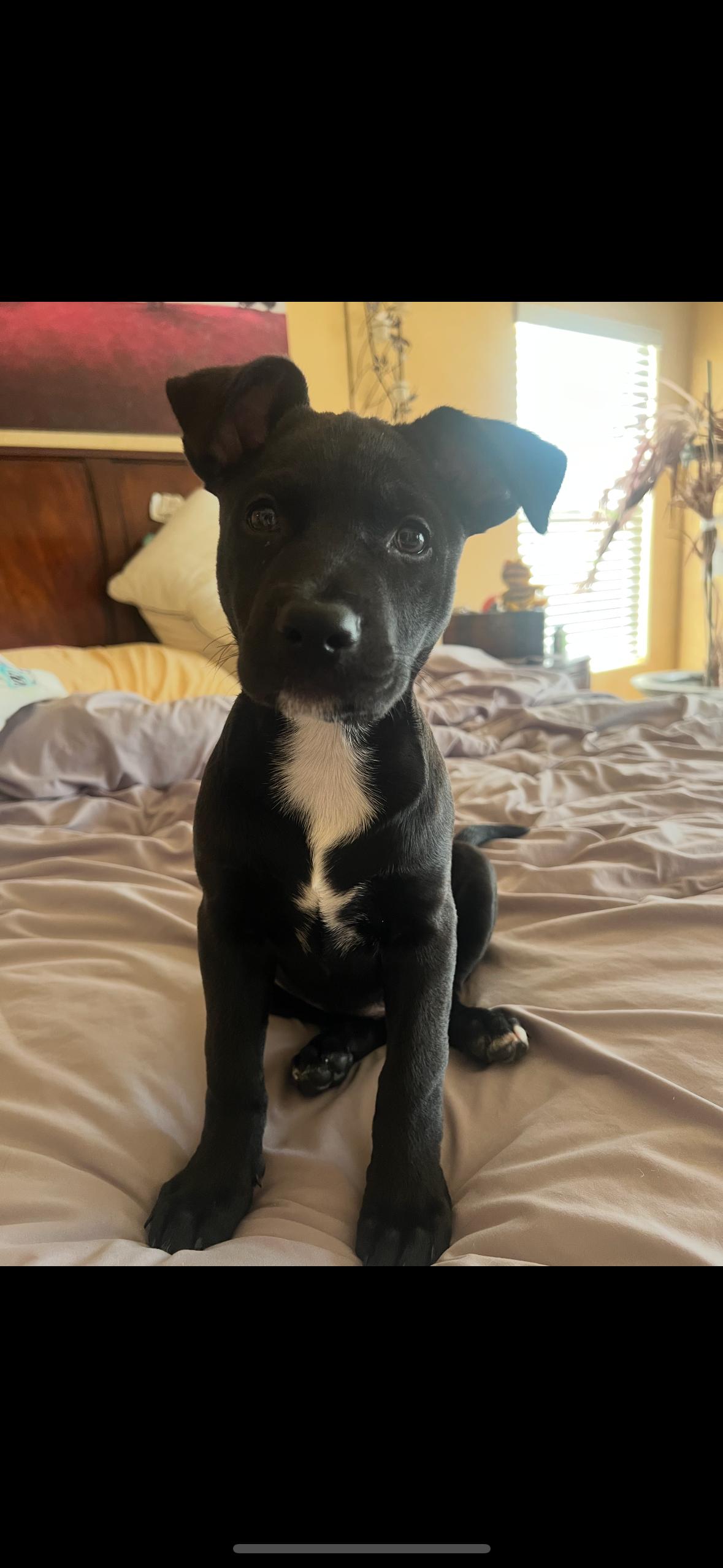 Enlarge Sasha, an adopted Pit Bull Terrier in Claremont, CA image 2/3