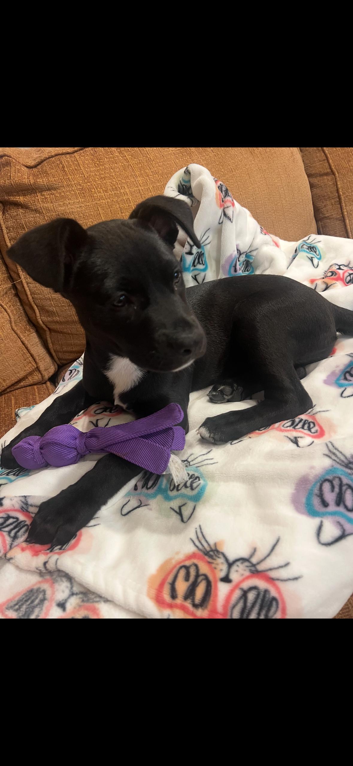 Sasha, adopted, Puppy Female Pit Bull Terrier.