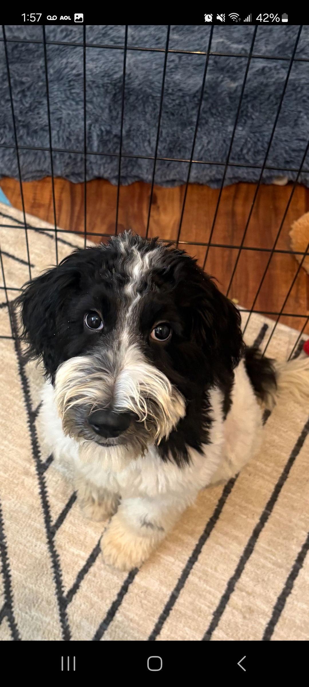 Enlarge Oreo, a Adopted Poodle in Sanford, FL image 1/1