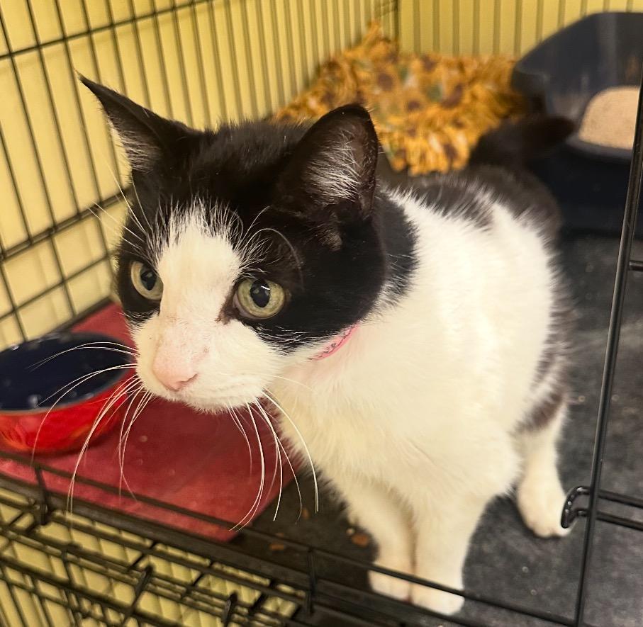 BEEKS — thumbnail 4