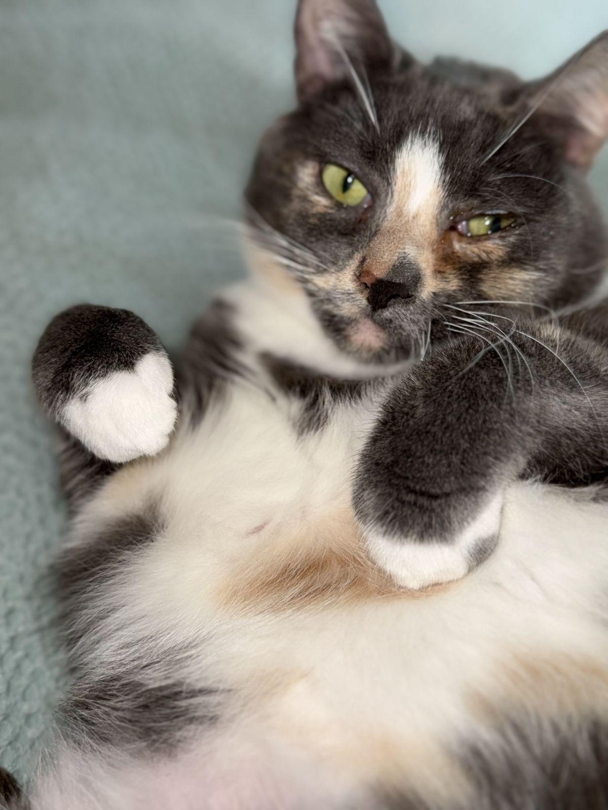 Enlarge Helen, a Adoptable Tortoiseshell in Boynton Beach, FL image 1/2