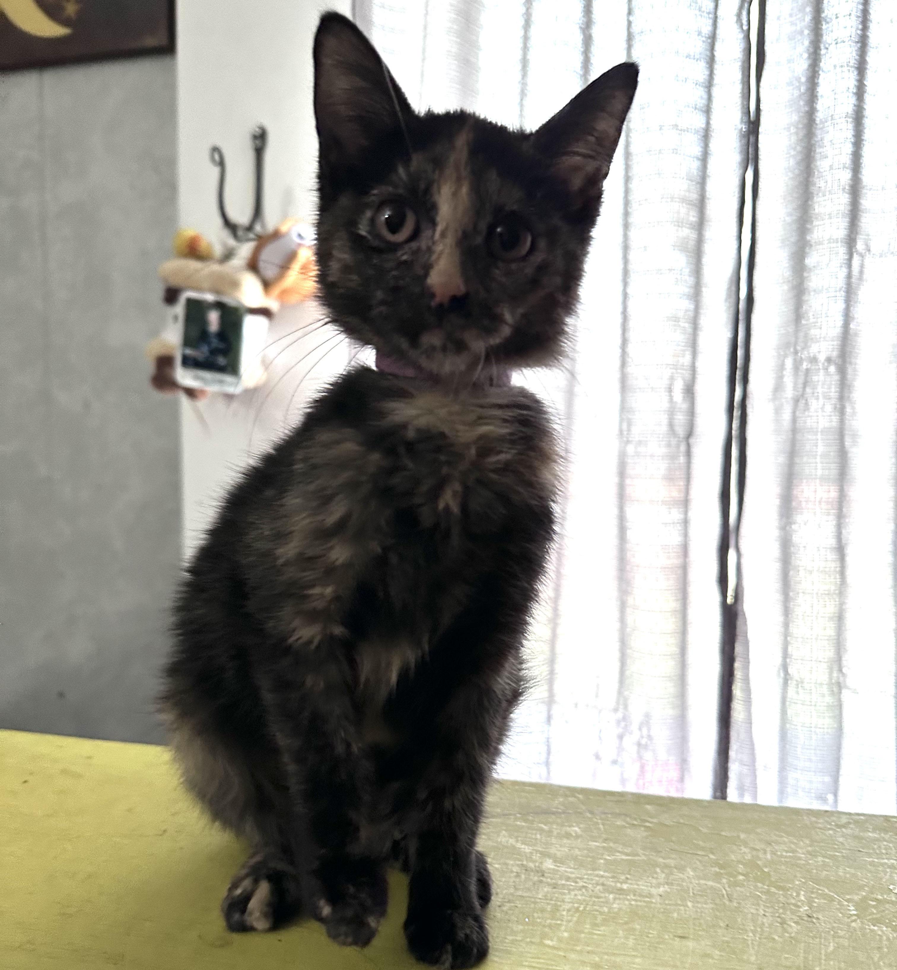 Enlarge Buttercup, a Adoptable Domestic Short Hair in Milwaukee, WI image 1/4