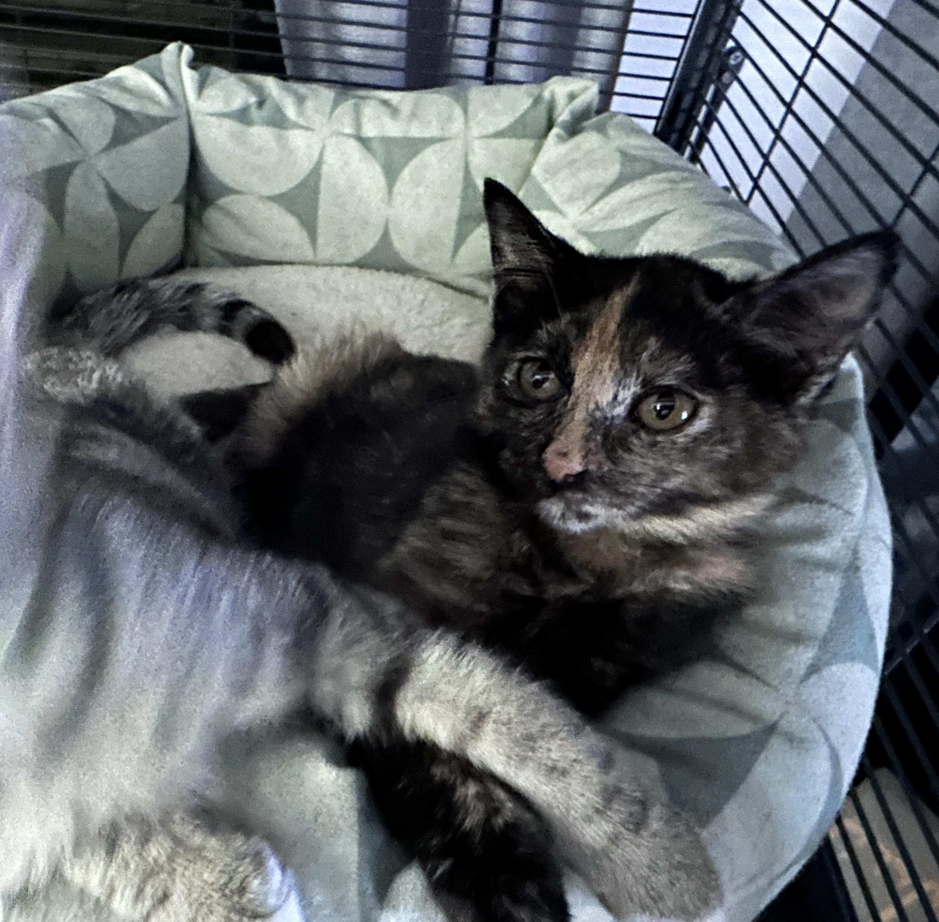 Enlarge Buttercup, a Adoptable Domestic Short Hair in Milwaukee, WI image 2/4