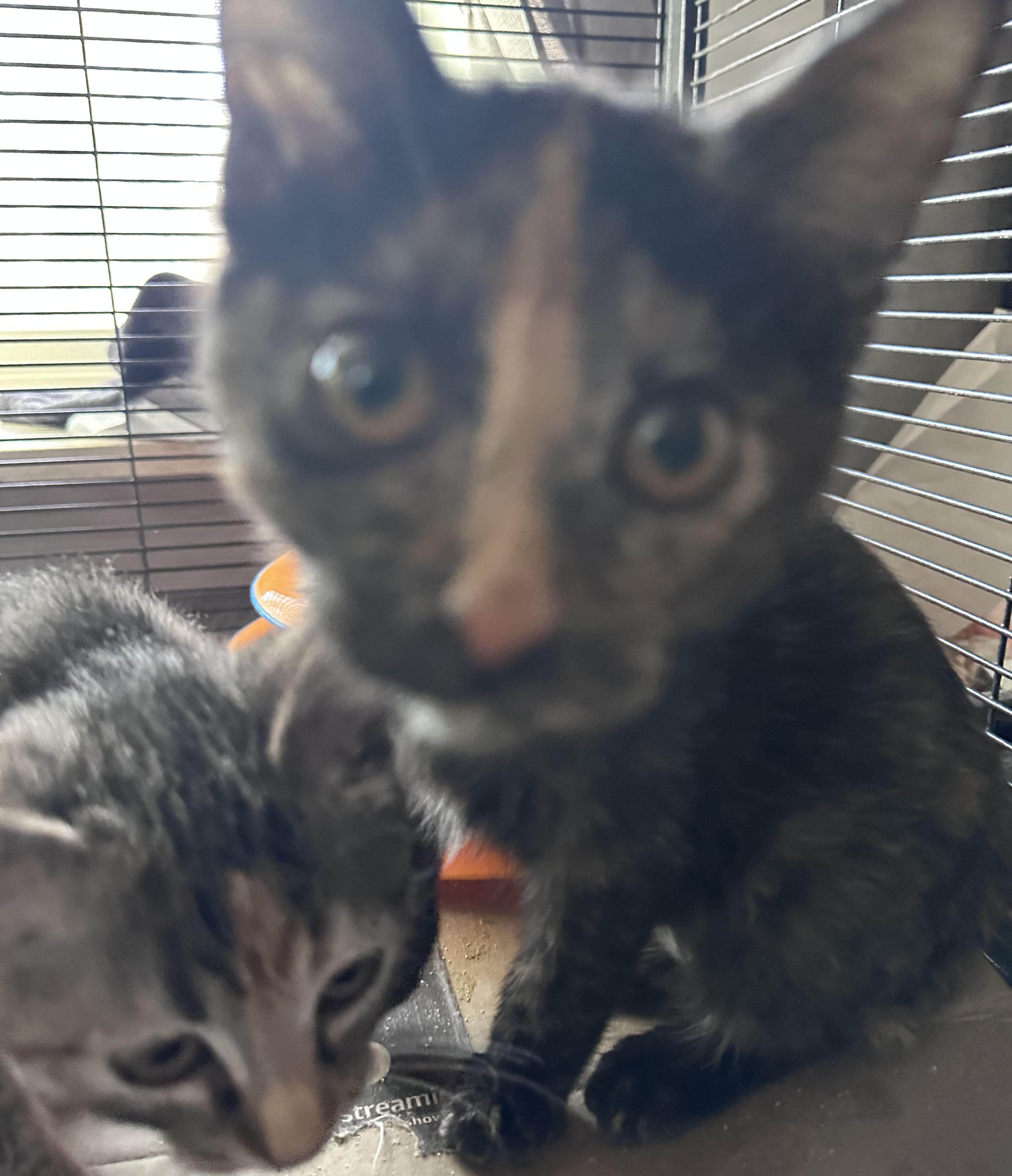 Enlarge Buttercup, a Adoptable Domestic Short Hair in Milwaukee, WI image 3/4