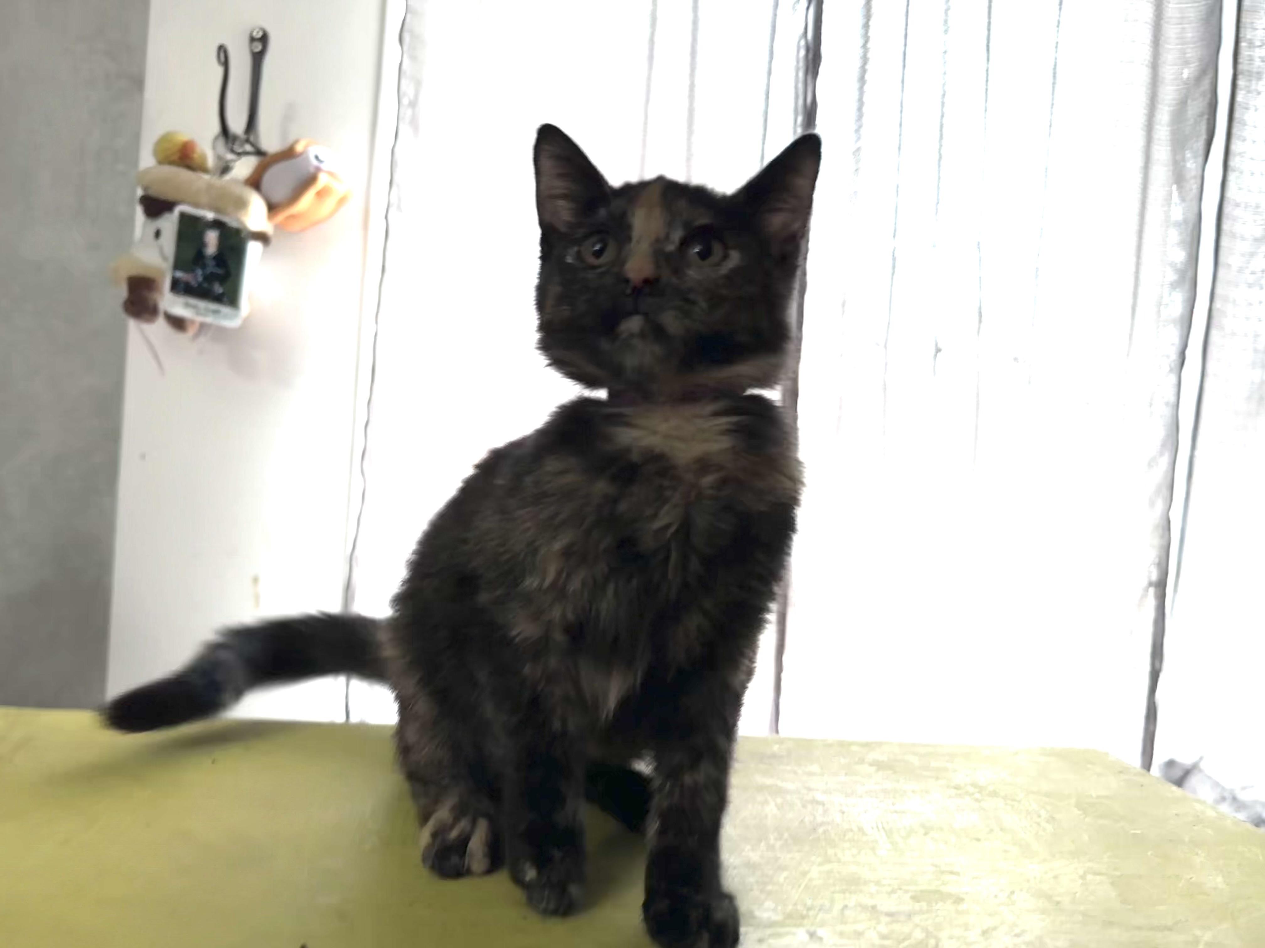 Enlarge Buttercup, a Adoptable Domestic Short Hair in Milwaukee, WI image 4/4