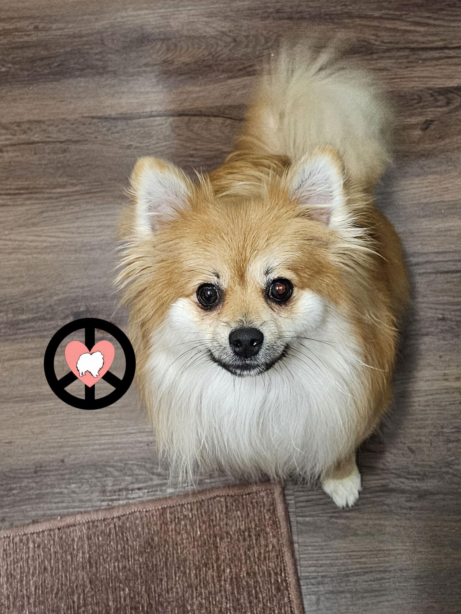 Phoenix, Adopted, Young Female Pomeranian.