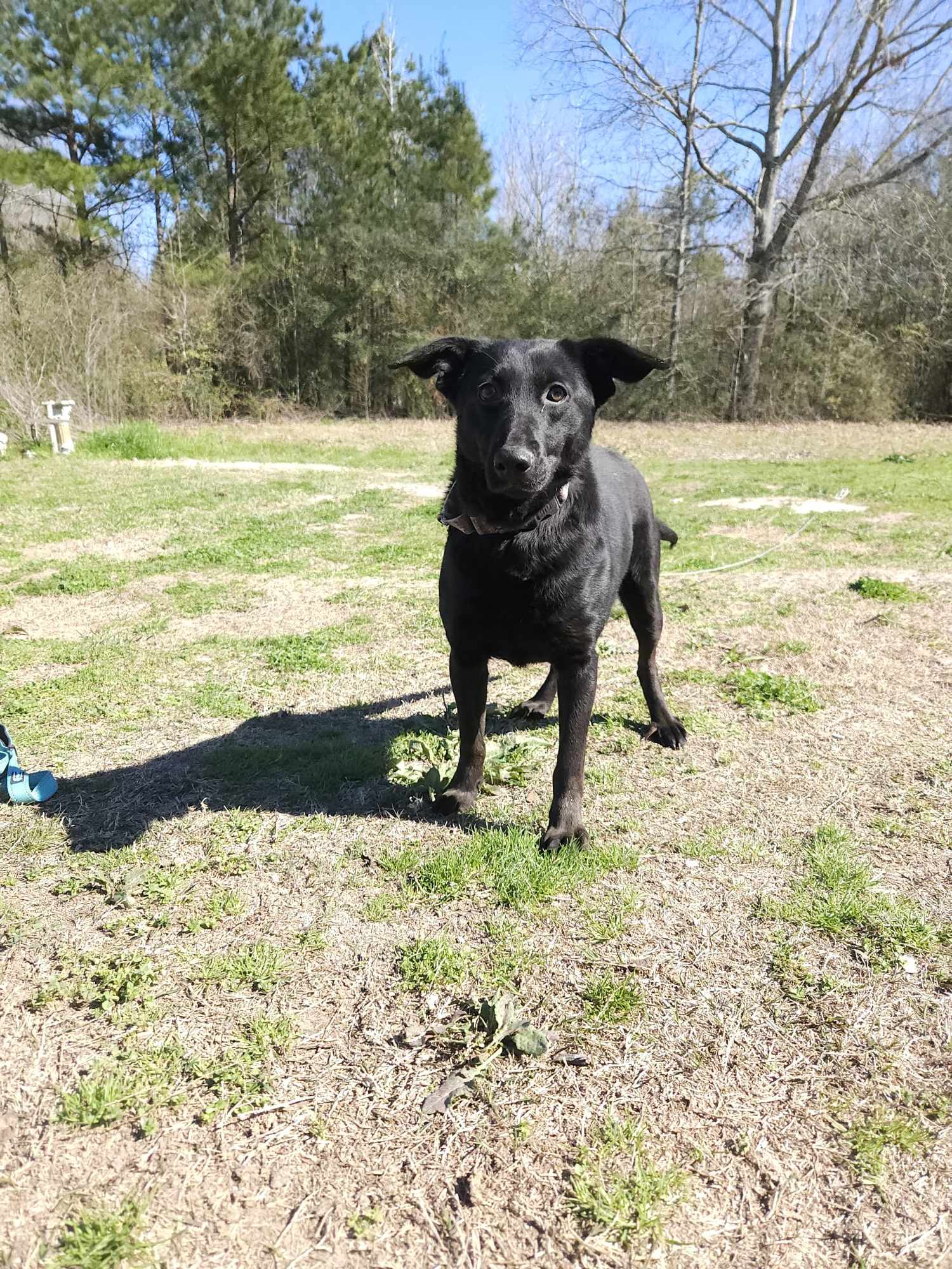 Dog for adoption Stella Marie, a Black Labrador Retriever & Black and