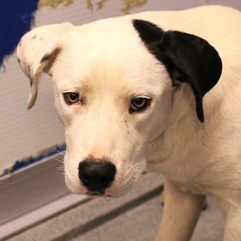Enlarge 26-00078 , a ADOPTABLE Border Collie in Fredericksburg, VA image 2/2