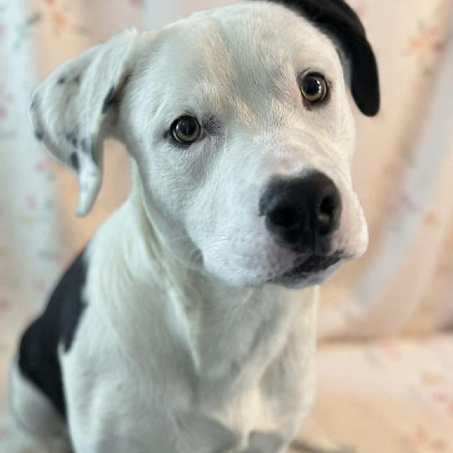 26-00078 , ADOPTABLE, Adult Male Border Collie.