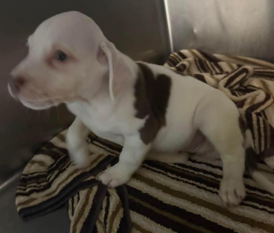 PATTY, an adopted mixed breed in Browns Mills, NJ image 2/3