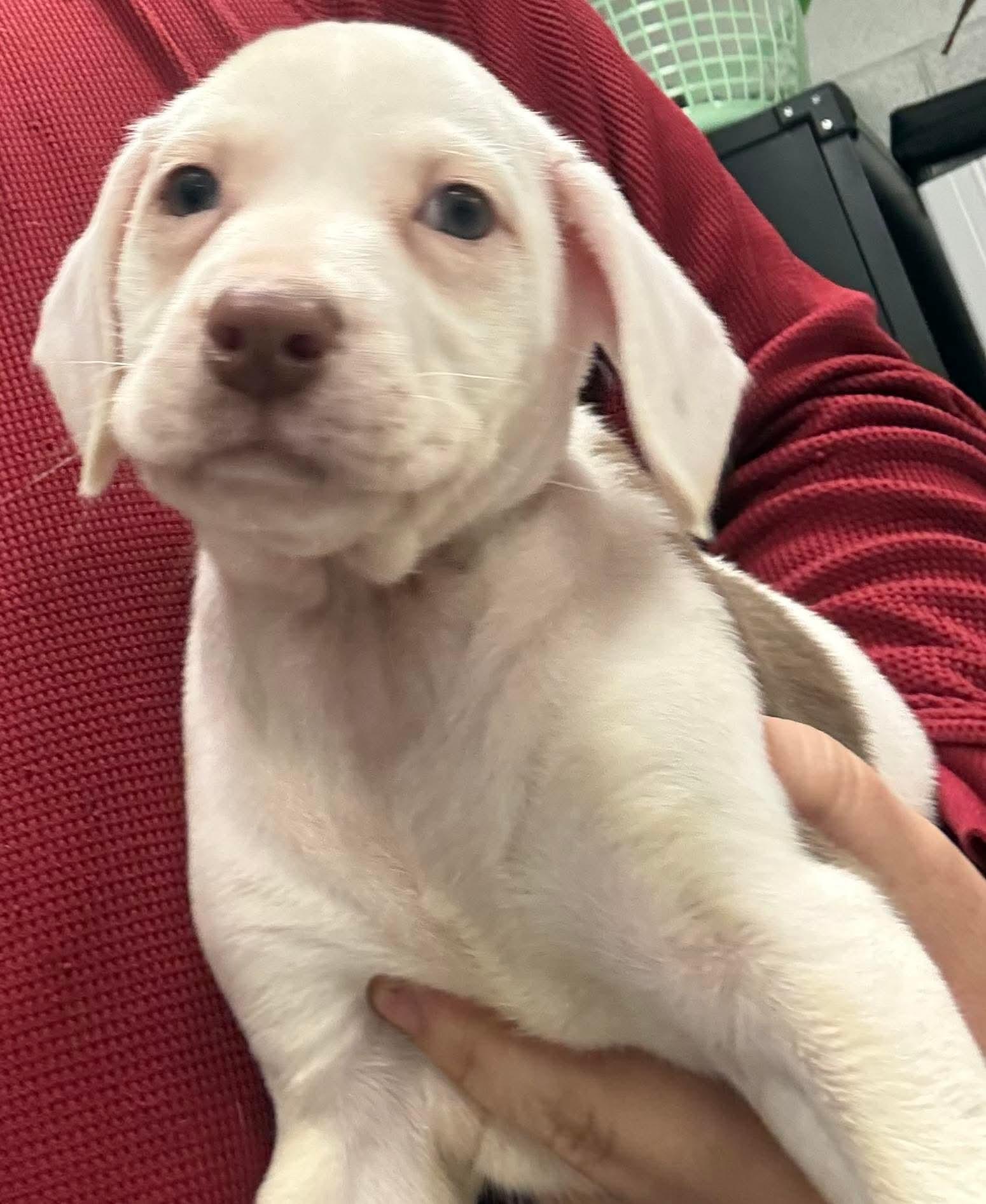 PATTY, ADOPTABLE, Puppy Female Pit Bull Terrier & Labrador Retriever.