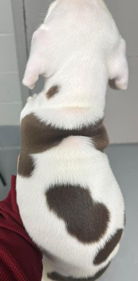 PATTY, an adopted mixed breed in Browns Mills, NJ image 3/3