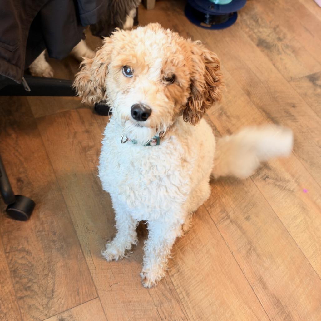 CoCo, Adopted, Young Male Golden Retriever & Poodle.