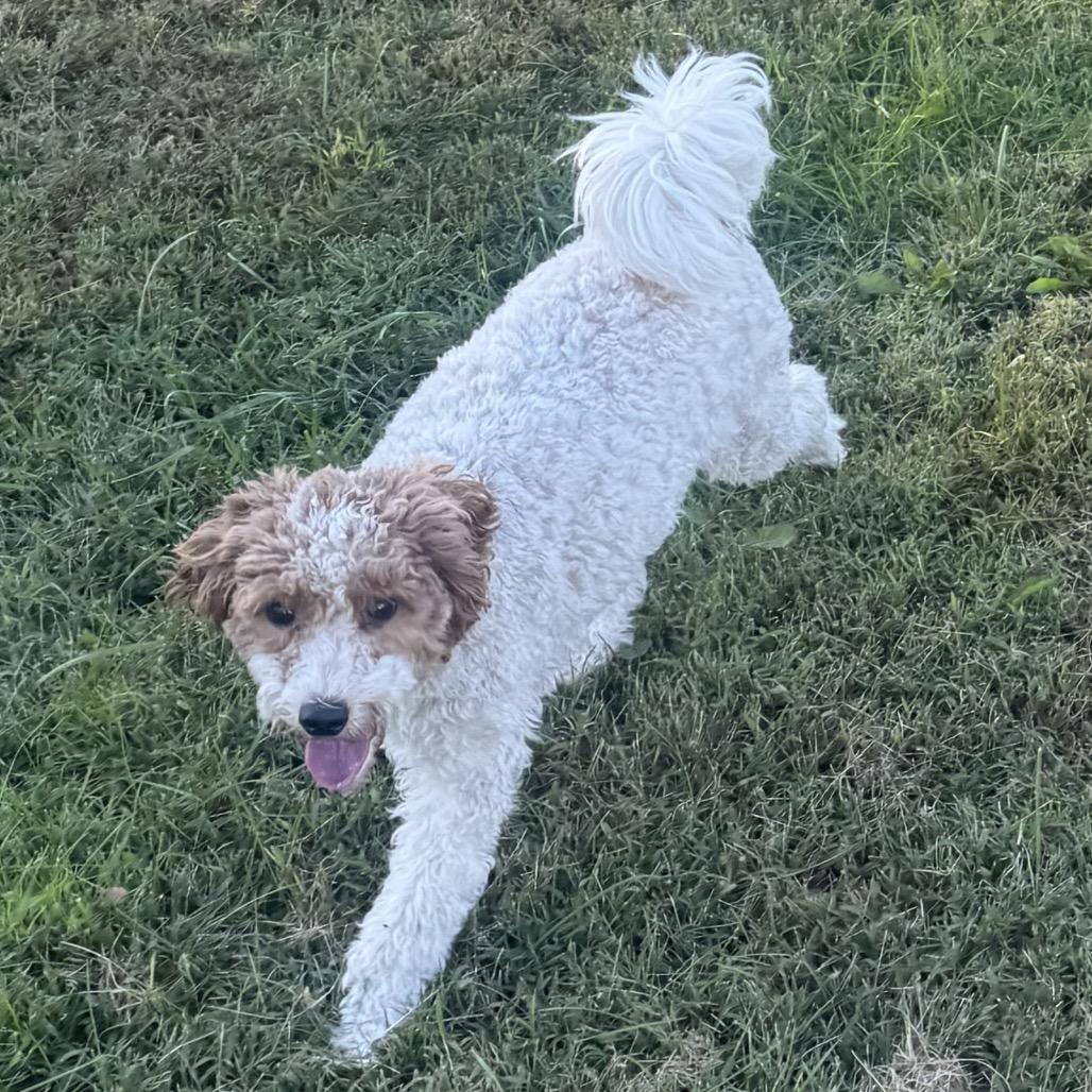 Enlarge CoCo, a Adopted mixed breed in Peculiar, MO image 2/2