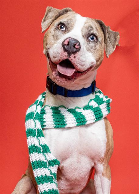 Enlarge GRADY, a Adoptable American Staffordshire Terrier in Fort Lauderdale, FL image 1/1