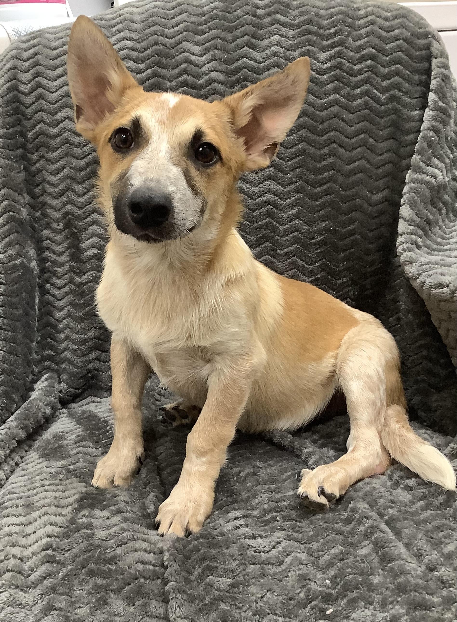 Jack, Adopted, Young Male Australian Cattle Dog / Blue Heeler.