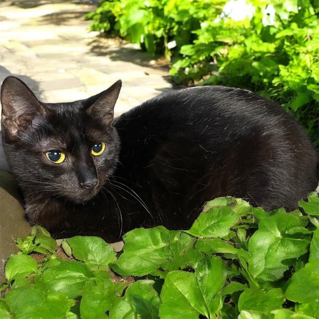 Mae, Adoptable, Young Female Domestic Short Hair.