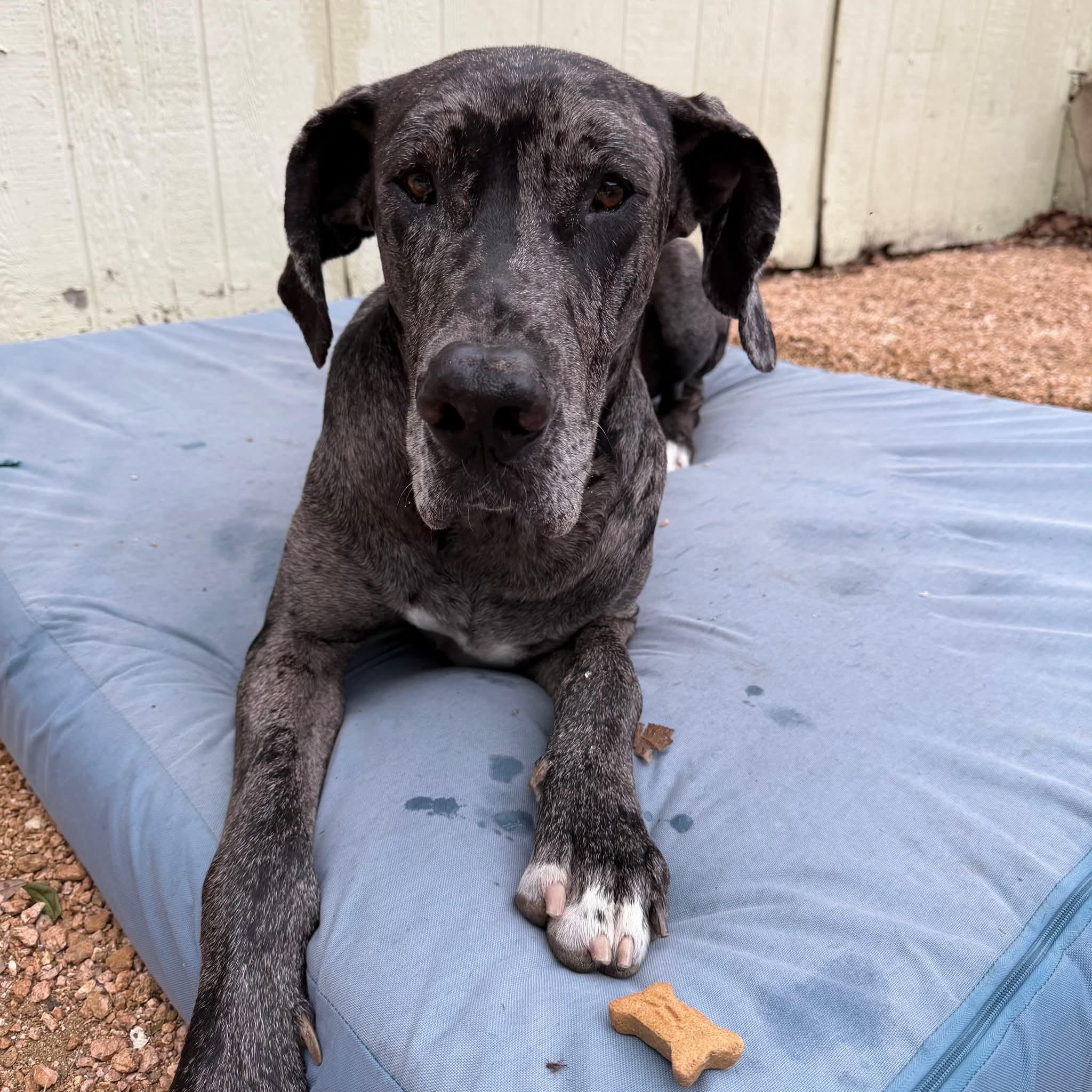 Enlarge Mister Cupcake, a ADOPTABLE Great Dane in Austin, TX image 1/3