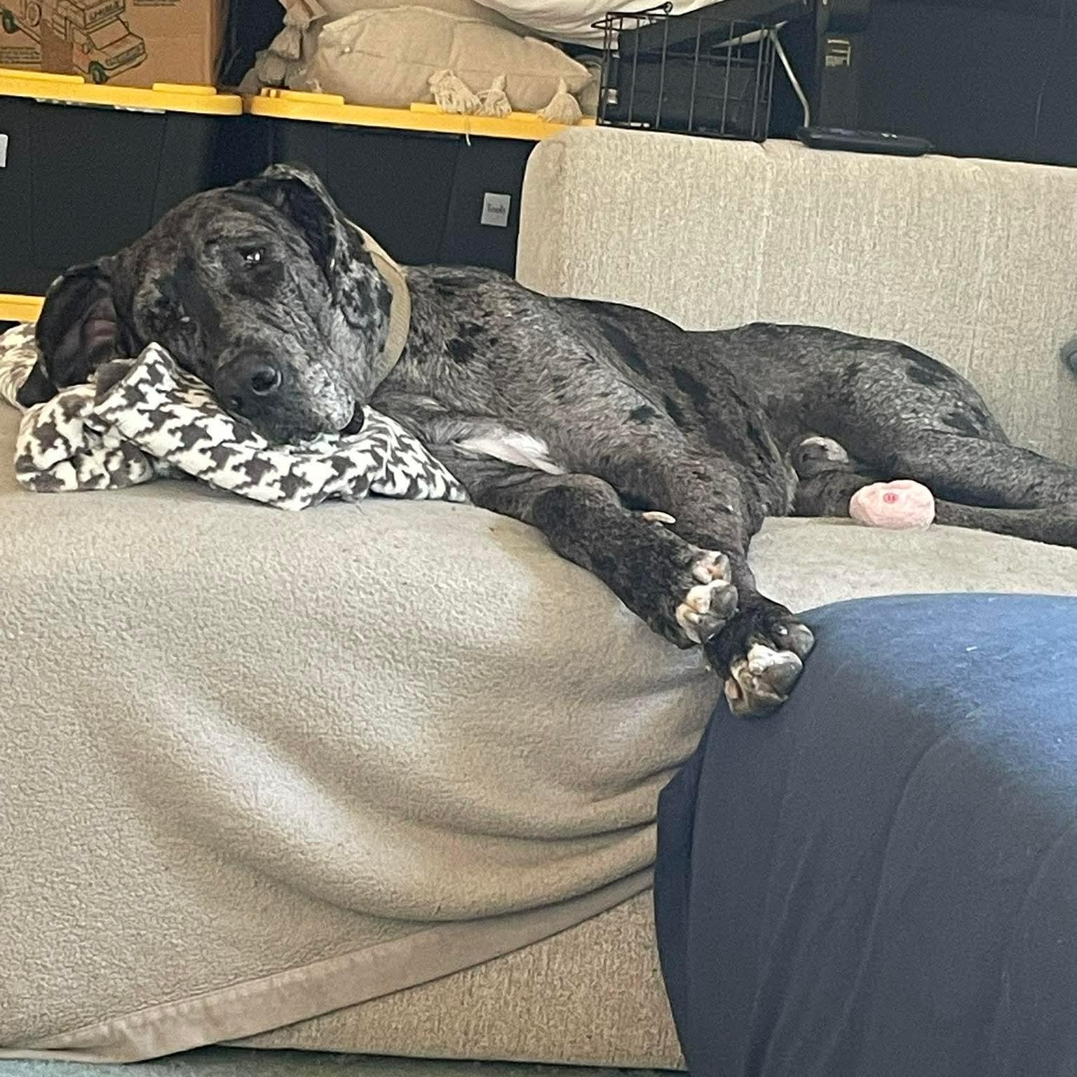 Enlarge Mister Cupcake, a ADOPTABLE Great Dane in Austin, TX image 2/3