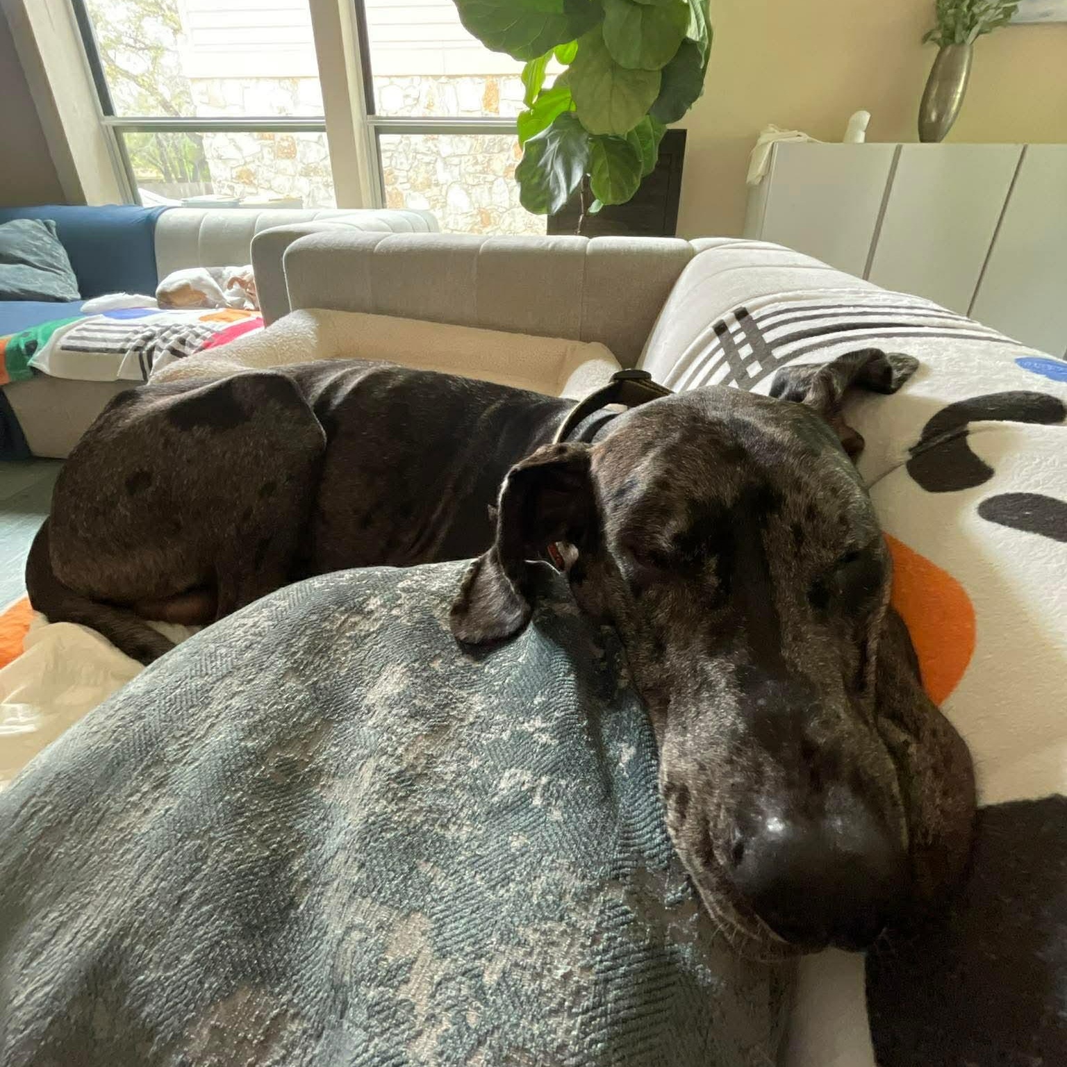 Enlarge Mister Cupcake, a ADOPTABLE Great Dane in Austin, TX image 3/3