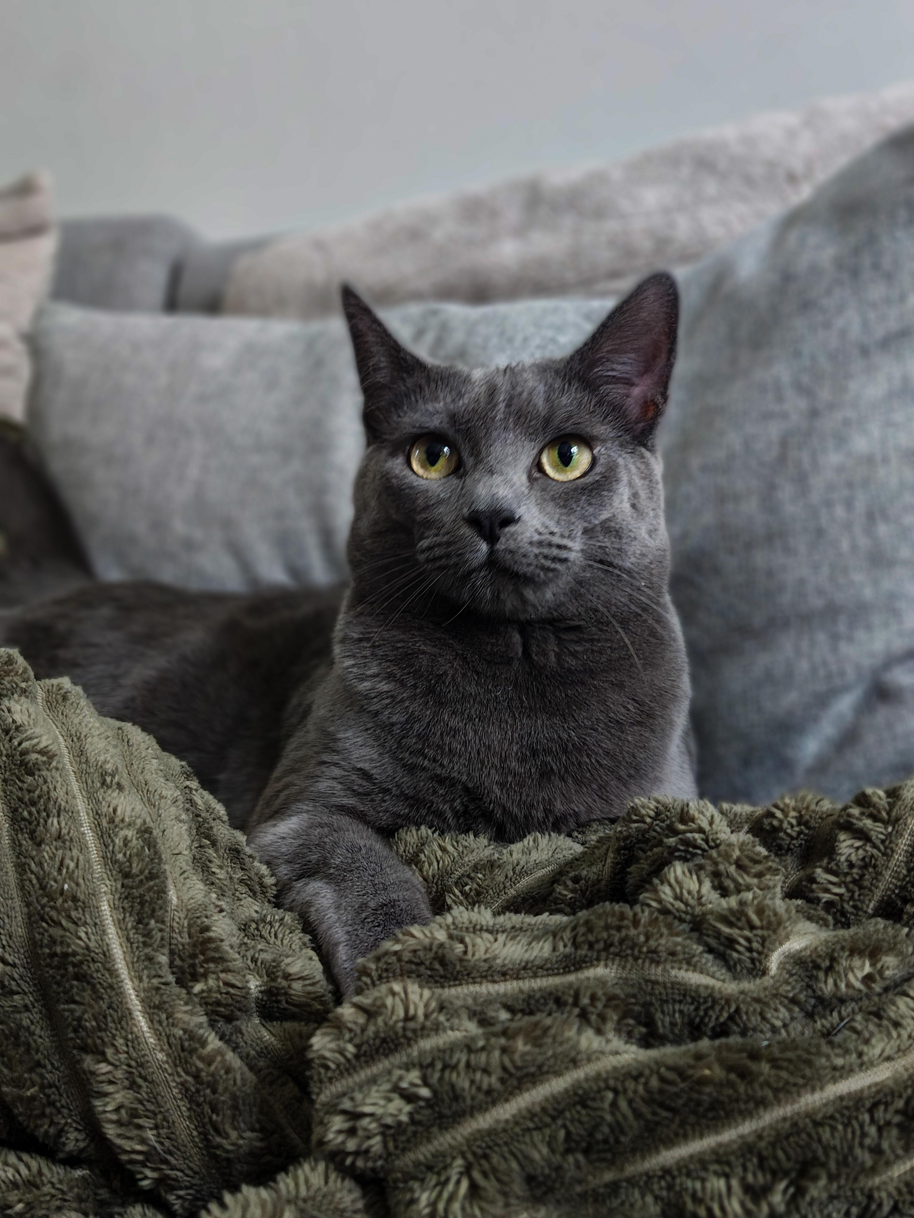 Princess, a ADOPTABLE Domestic Short Hair in Chicago, IL image 2/4