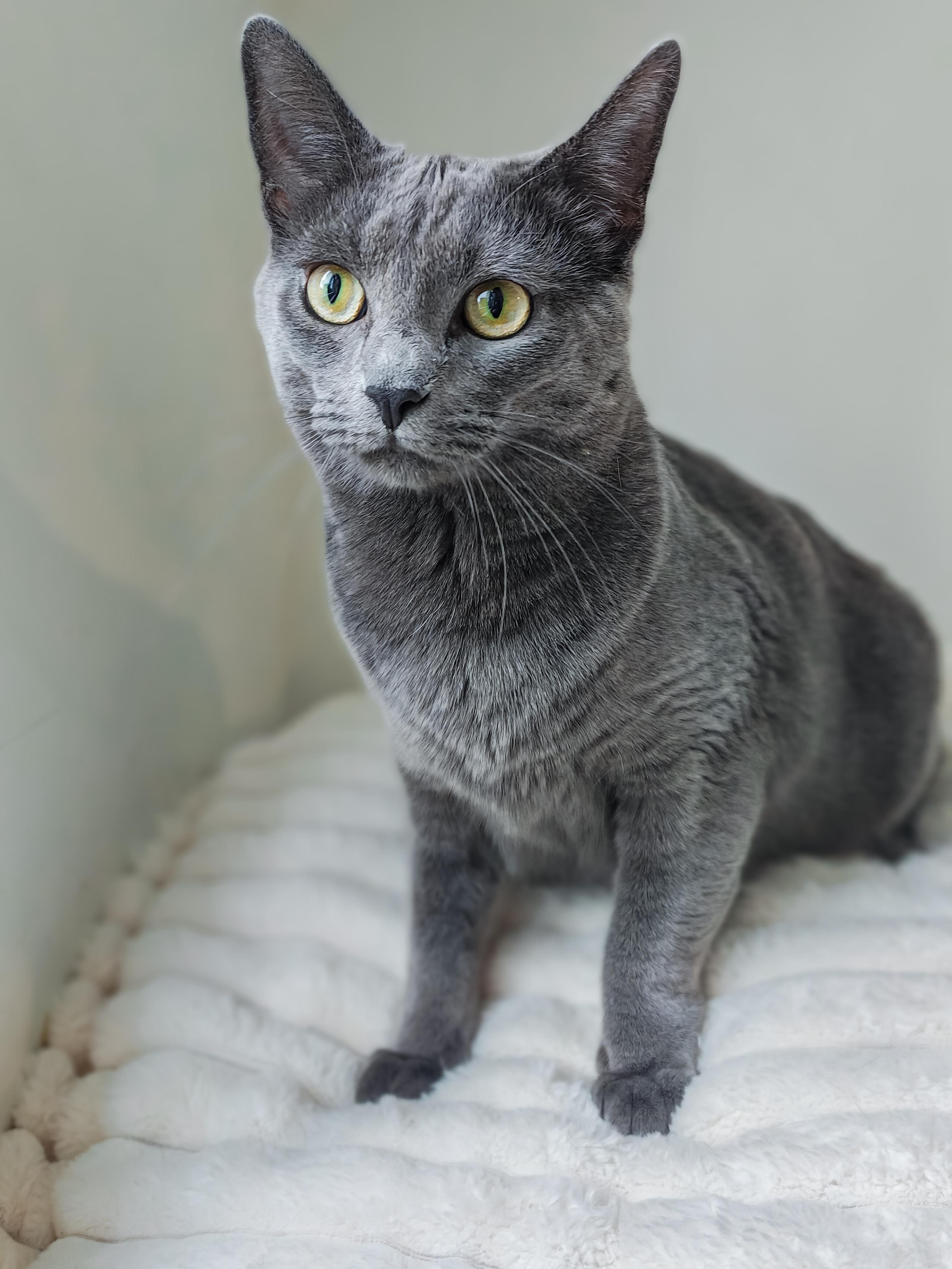 Princess, a ADOPTABLE Domestic Short Hair in Chicago, IL image 1/4