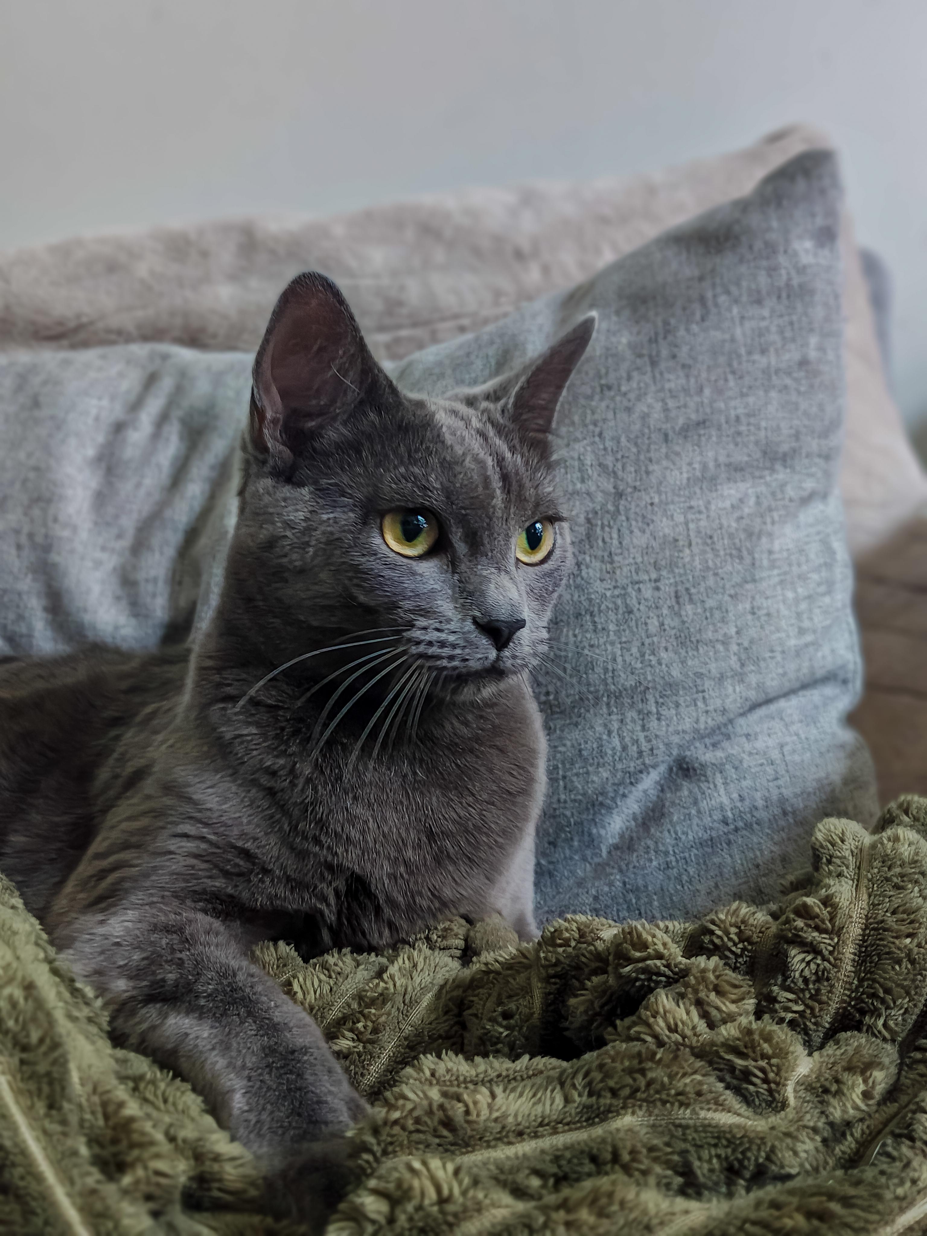 Princess, a ADOPTABLE Domestic Short Hair in Chicago, IL image 3/4
