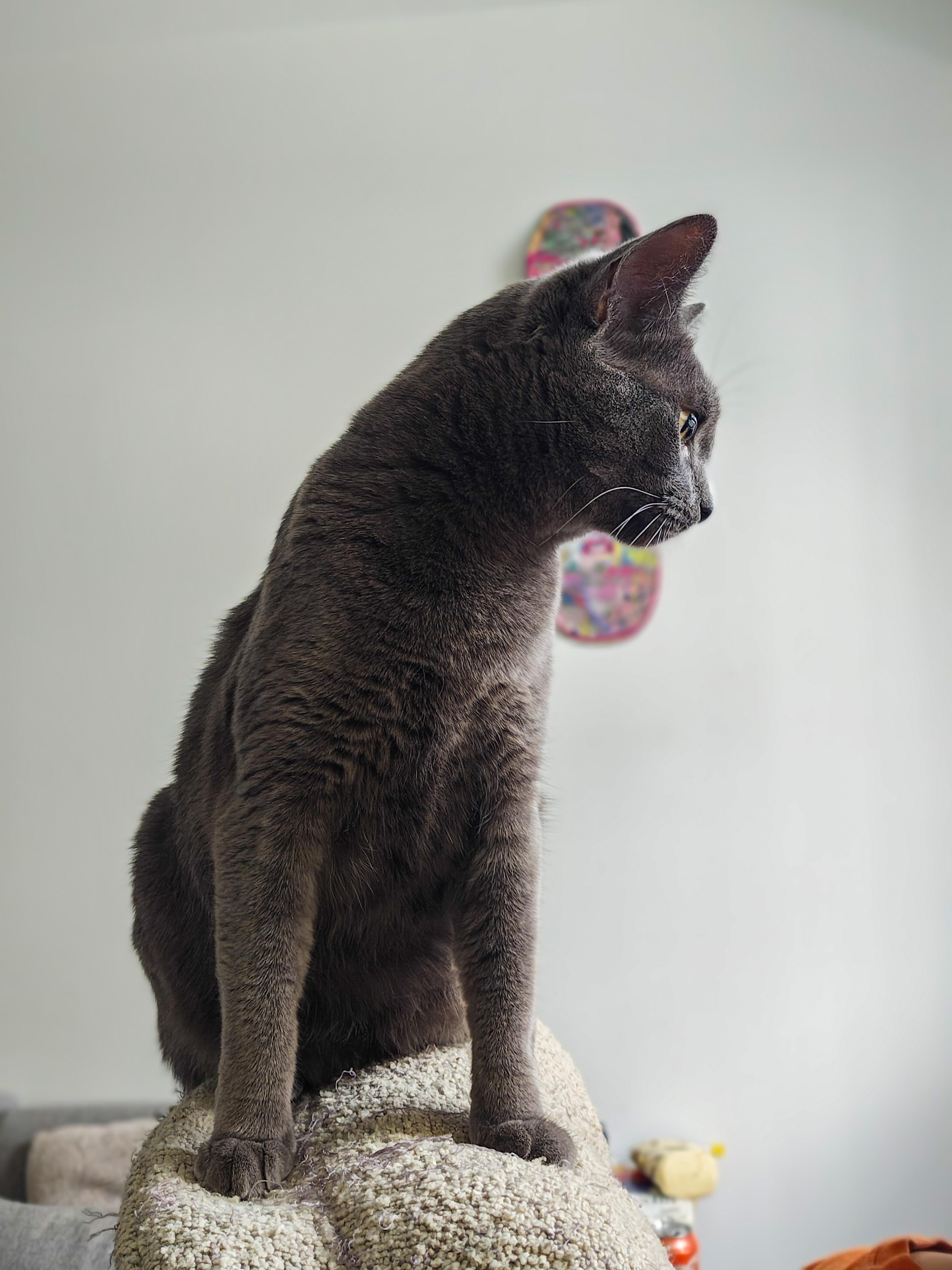 Princess, a ADOPTABLE Domestic Short Hair in Chicago, IL image 4/4