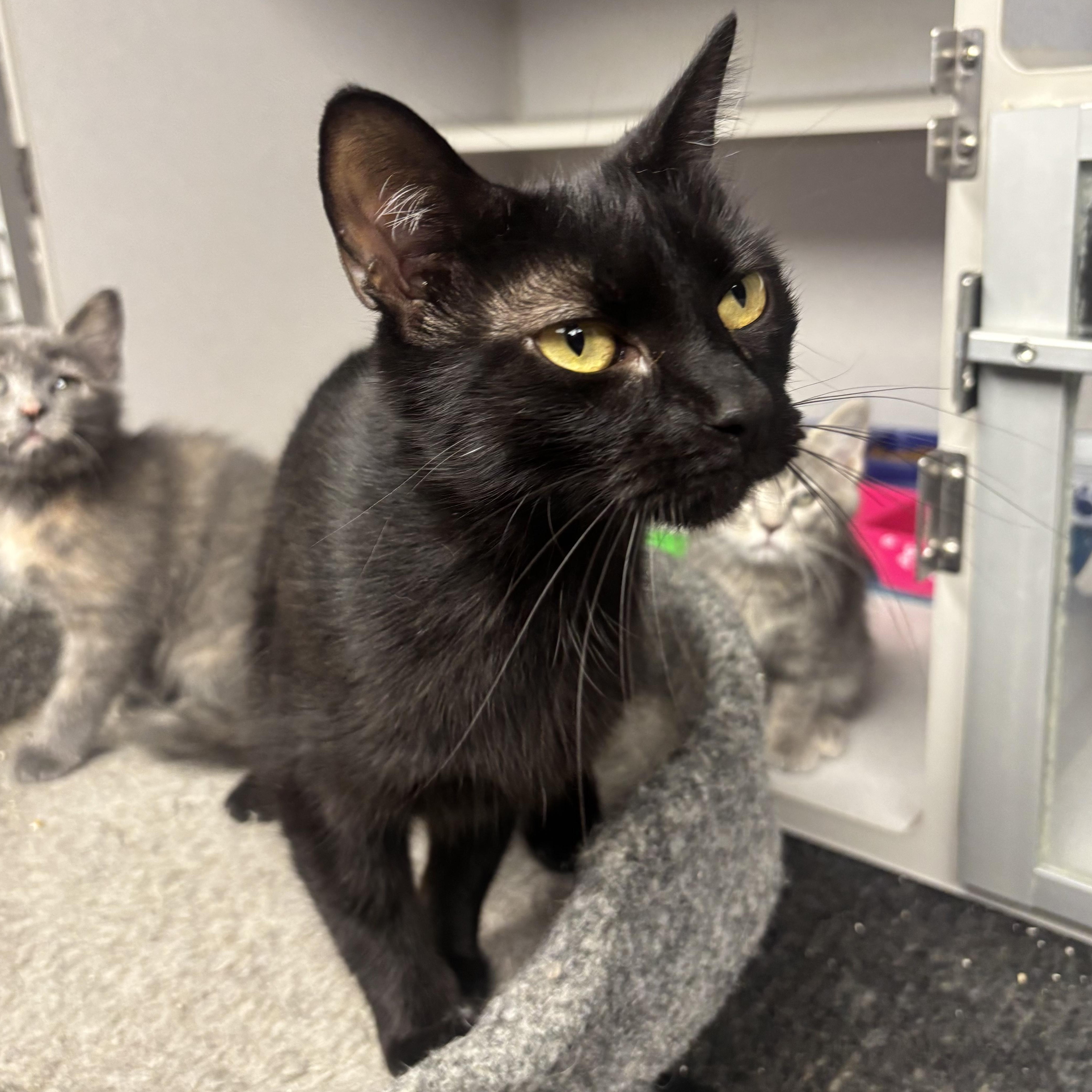 Enlarge Stella, a Adoptable Domestic Short Hair in Waynesburg, PA image 1/4