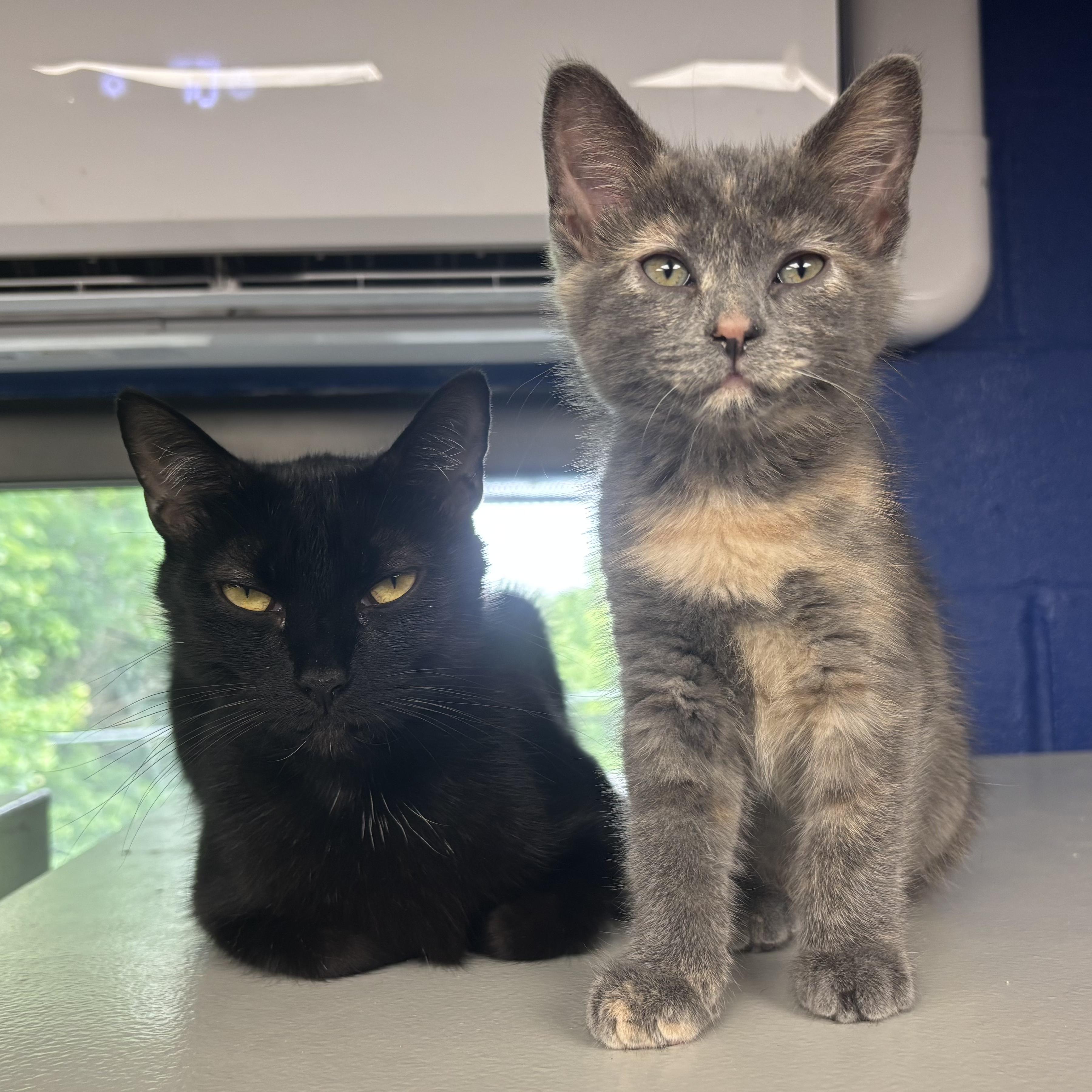 Enlarge Stella, a Adoptable Domestic Short Hair in Waynesburg, PA image 2/4