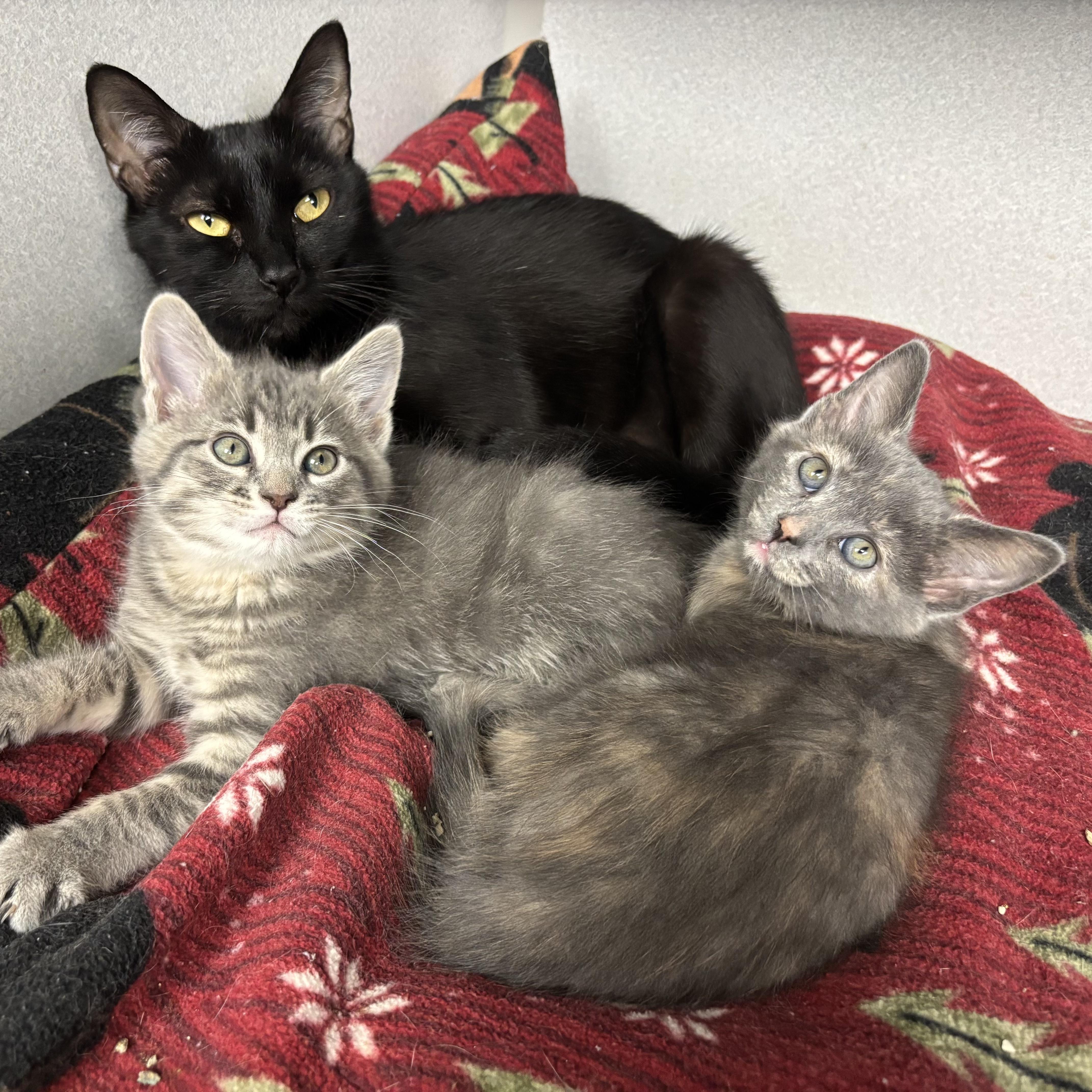 Enlarge Stella, a Adoptable Domestic Short Hair in Waynesburg, PA image 4/4