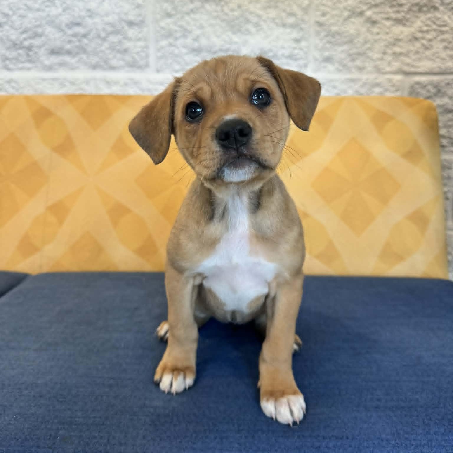 Avalon, ADOPTABLE, Puppy Female Boxer.