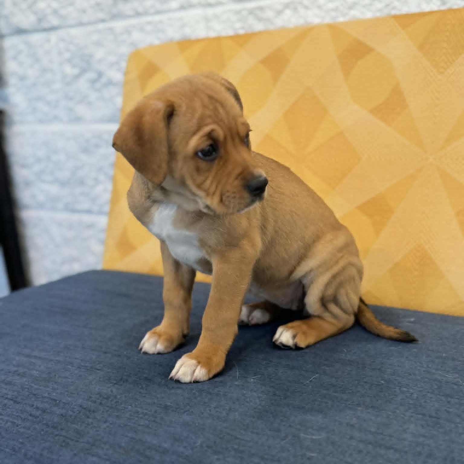 Avalon, a ADOPTABLE mixed breed in Danbury, CT image 4/4