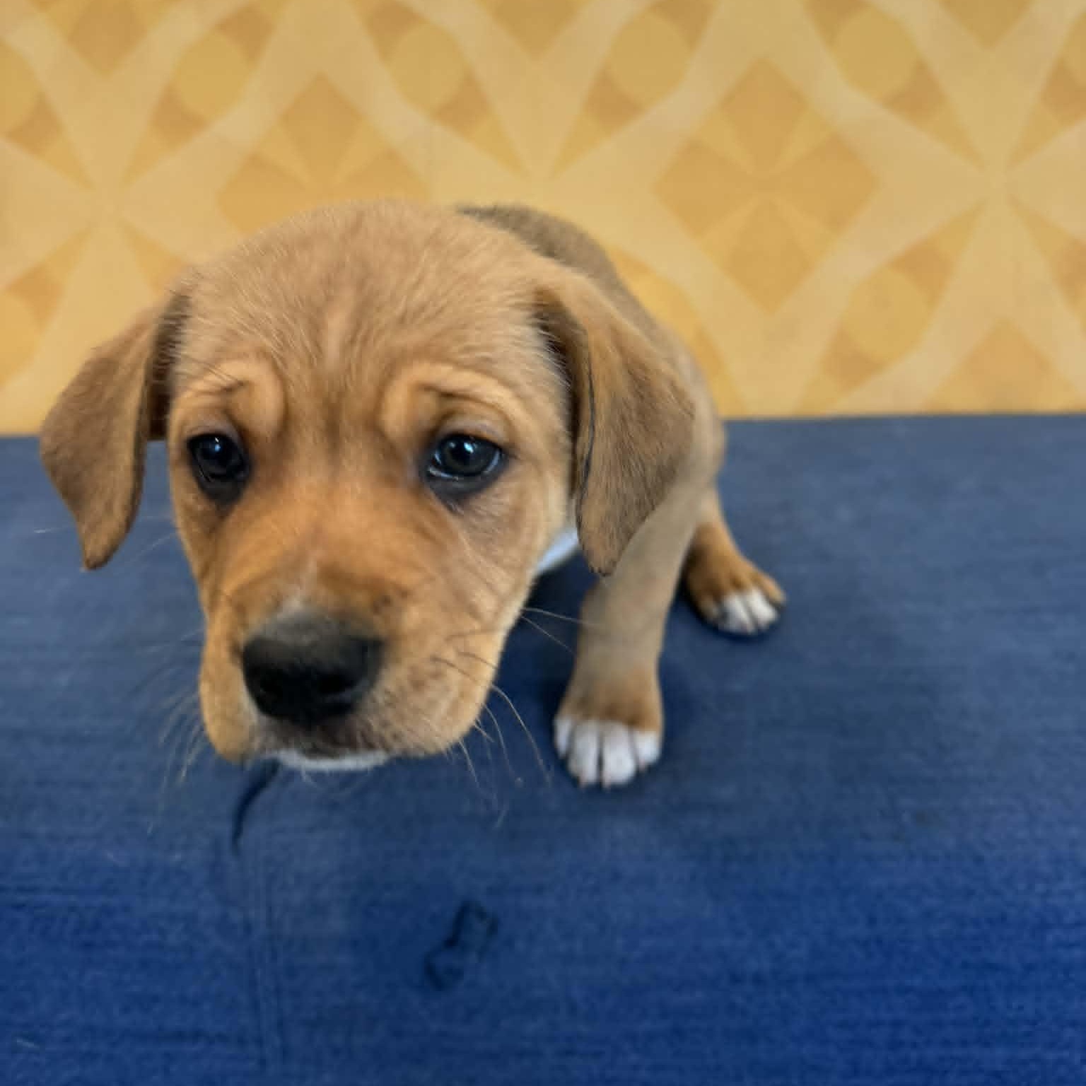 Avalon, a ADOPTABLE mixed breed in Danbury, CT image 2/4