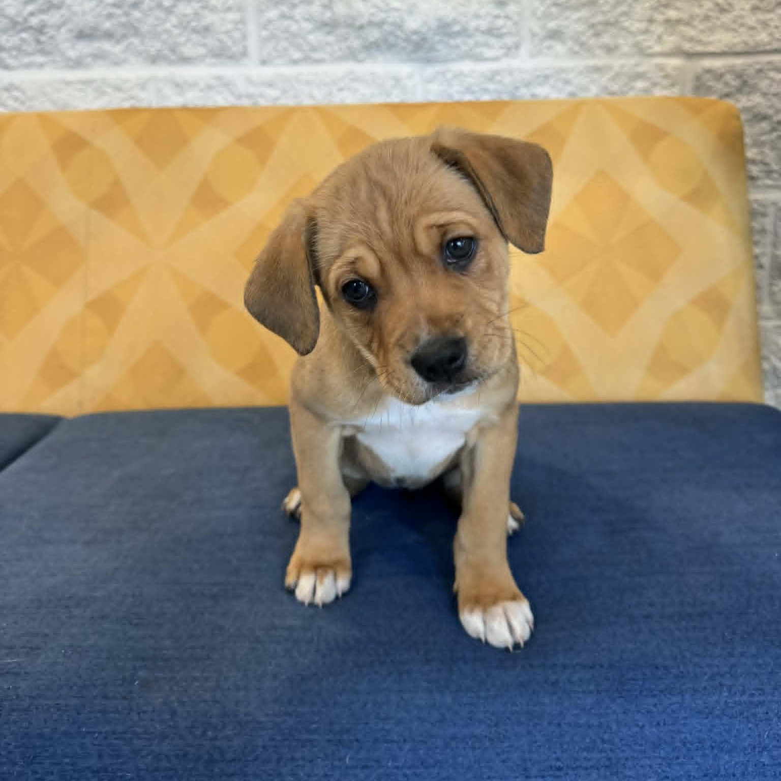 Avalon, a ADOPTABLE mixed breed in Danbury, CT image 3/4