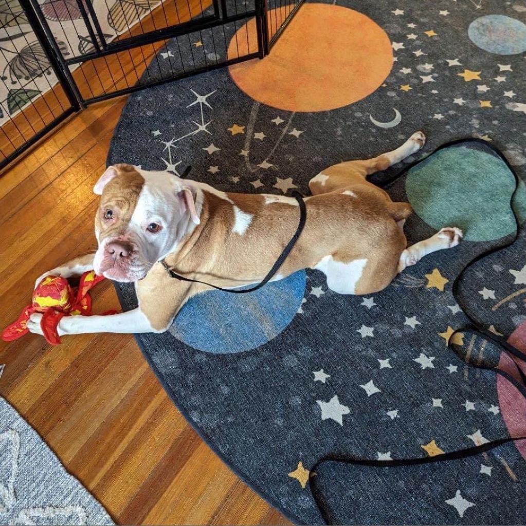 Enlarge Dan the Man, a Adoptable Mixed Breed in Davenport, IA image 4/6