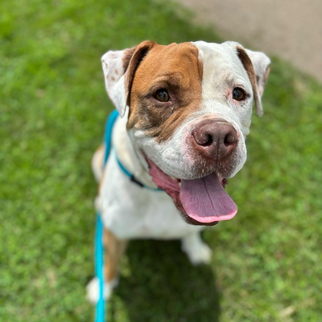 Enlarge Dan the Man, a Adoptable Mixed Breed in Davenport, IA image 5/6