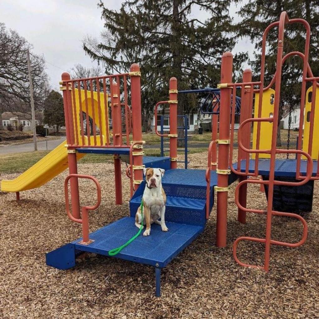 Enlarge Dan the Man, a Adoptable Mixed Breed in Davenport, IA image 6/6