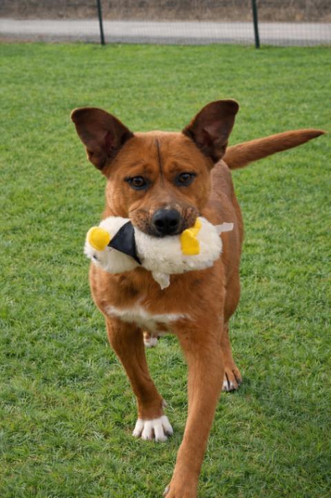 Dee-Dee, Adoptable, Young Female American Bulldog & Mixed Breed.