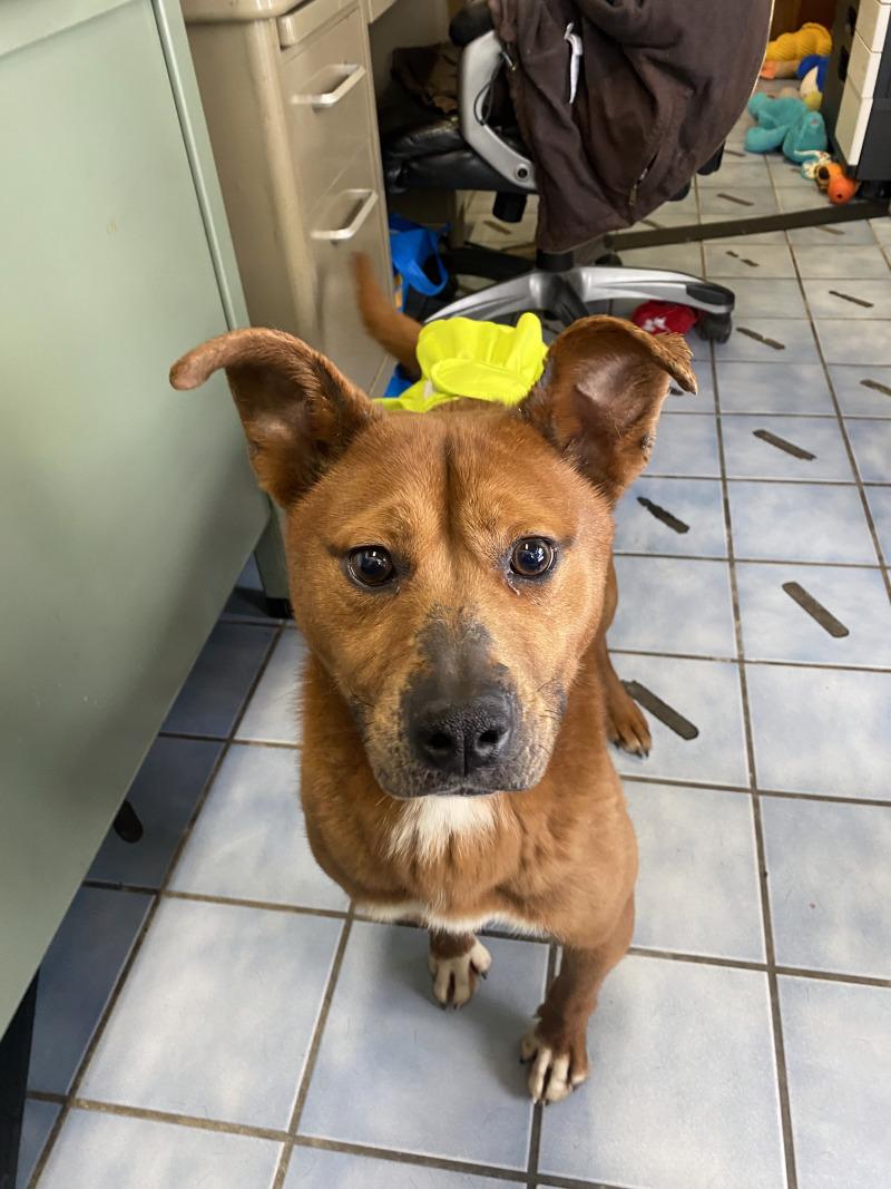 Enlarge Dee-Dee, a Adoptable mixed breed in Cortland, NY image 1/6