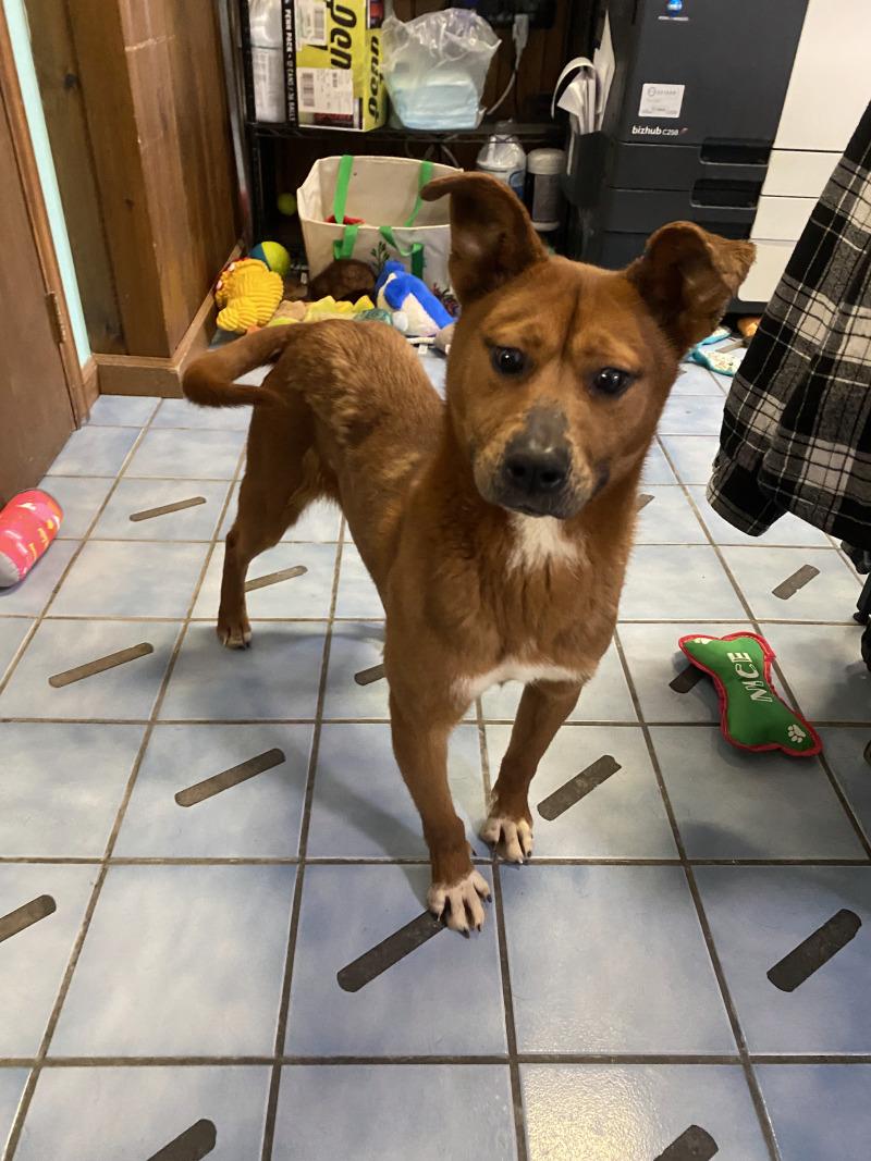 Enlarge Dee-Dee, a Adoptable mixed breed in Cortland, NY image 2/6