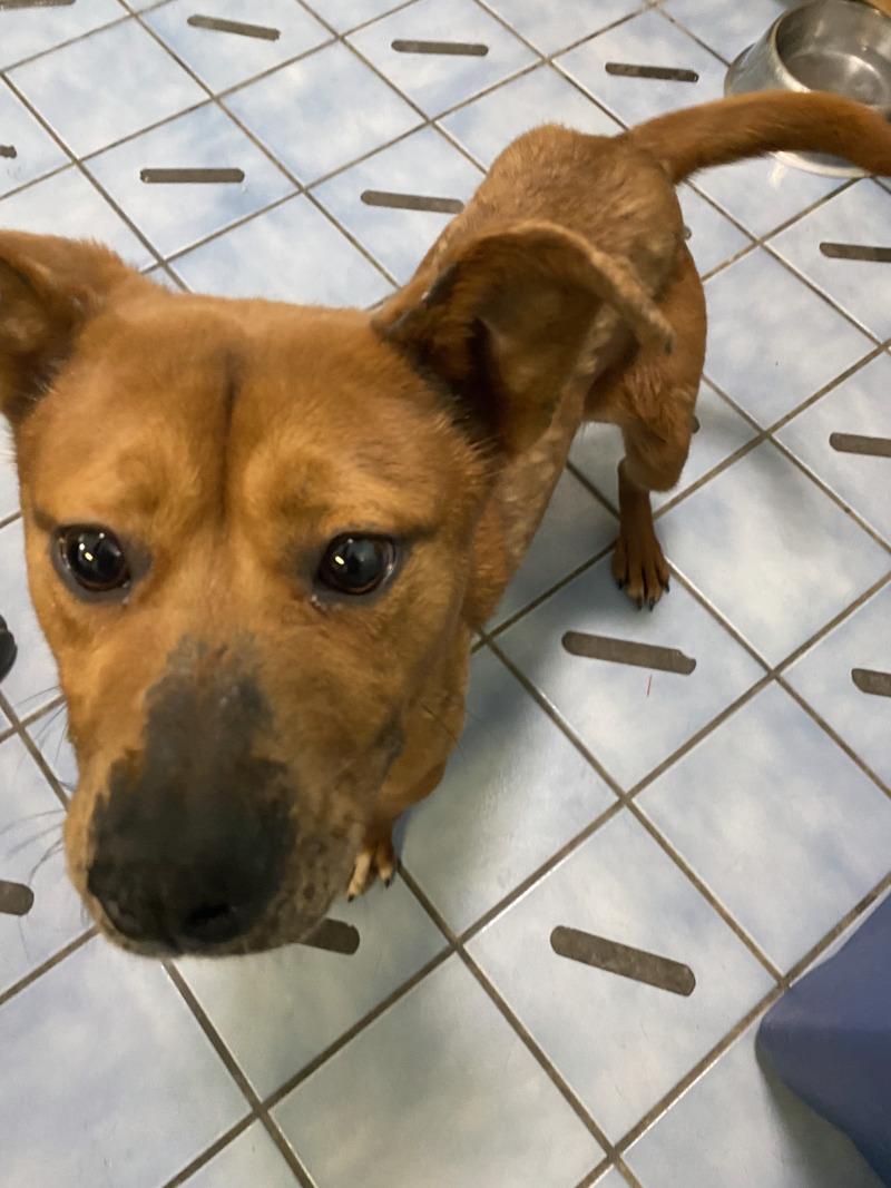 Enlarge Dee-Dee, a Adoptable mixed breed in Cortland, NY image 3/6