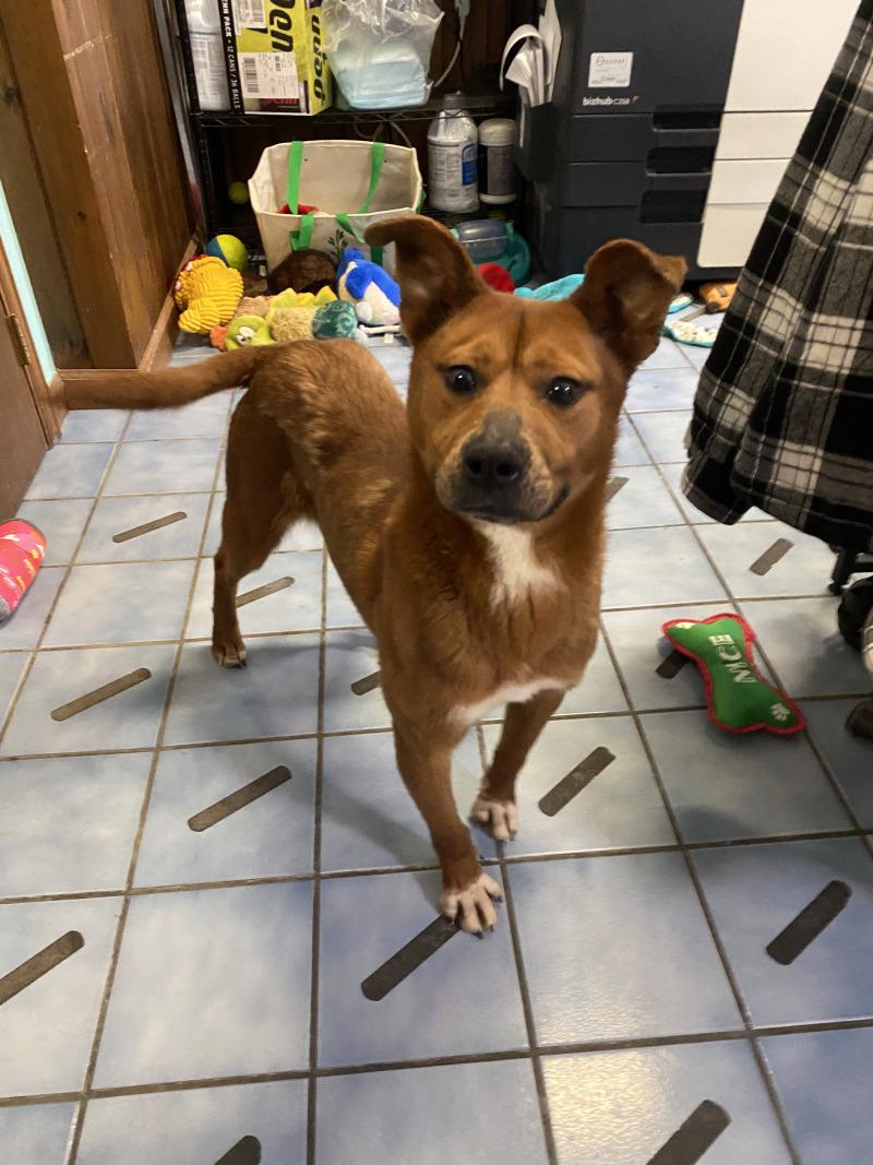 Enlarge Dee-Dee, a Adoptable mixed breed in Cortland, NY image 4/6