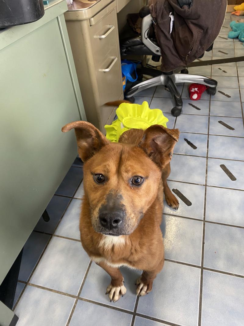 Enlarge Dee-Dee, a Adoptable mixed breed in Cortland, NY image 6/6