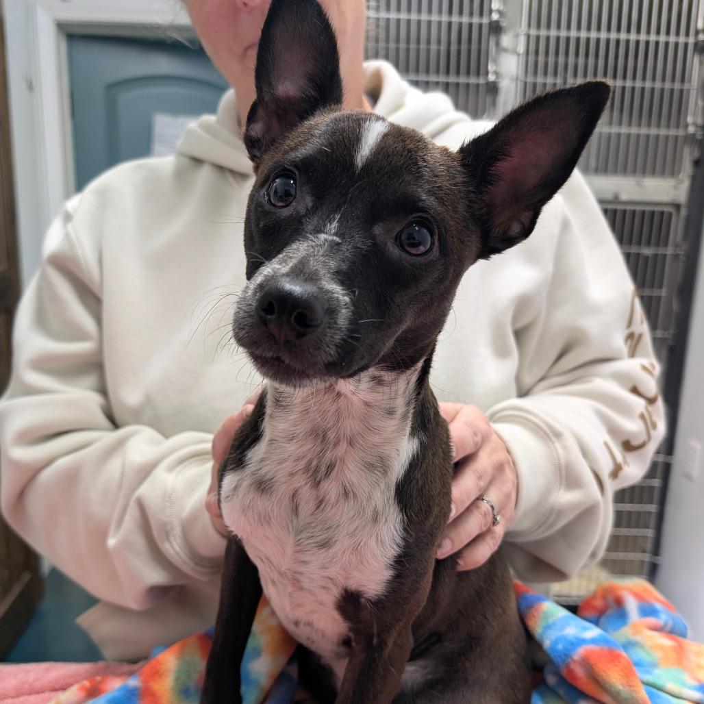 Enlarge NATALIE, a Adoptable Chihuahua in Chico, CA image 1/2