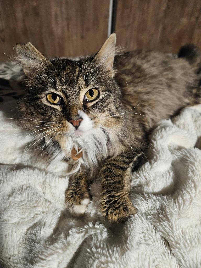 Macy, Adopted, Young Female Domestic Long Hair.