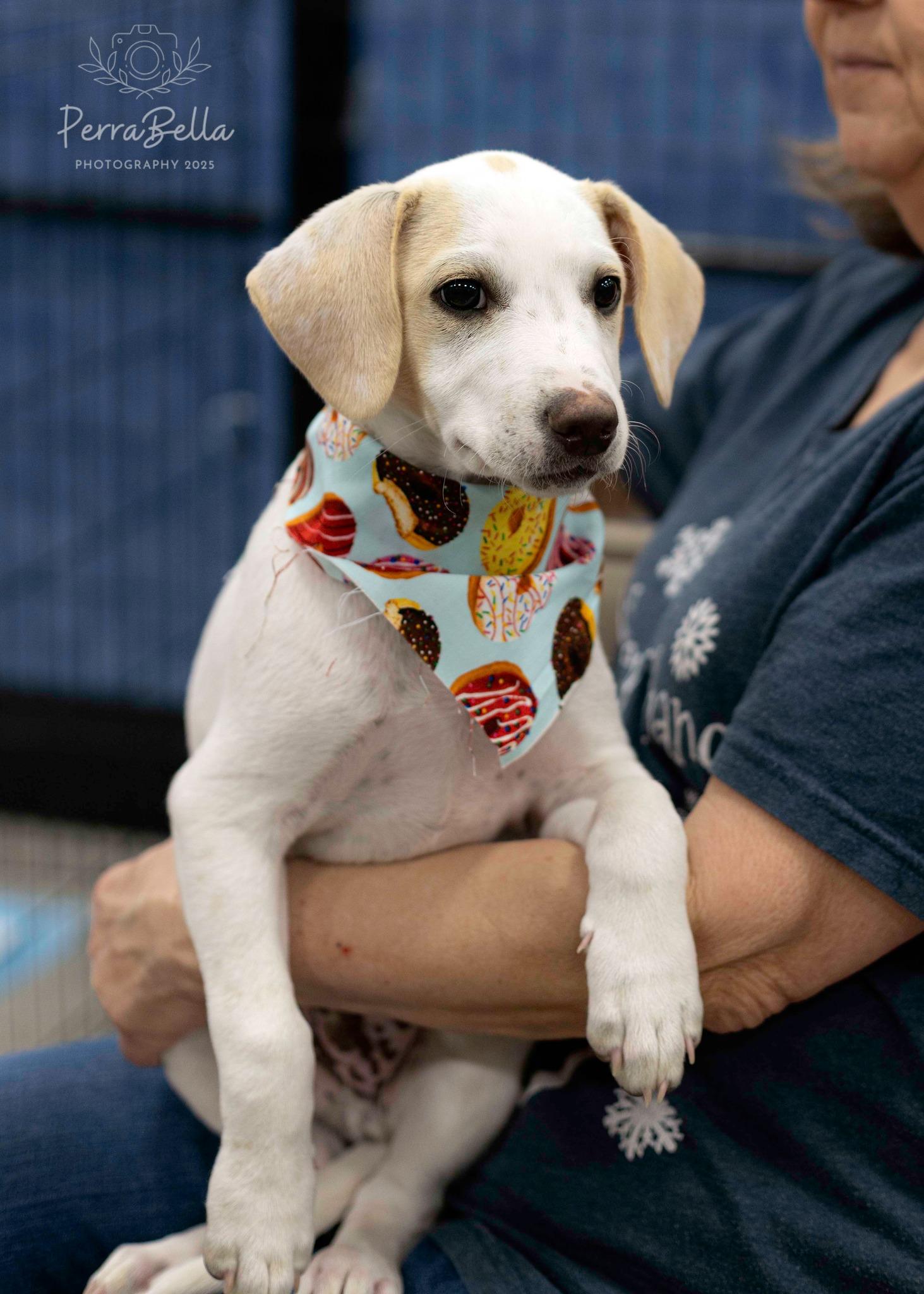 Comet, Adoptable, Young Male Chihuahua.