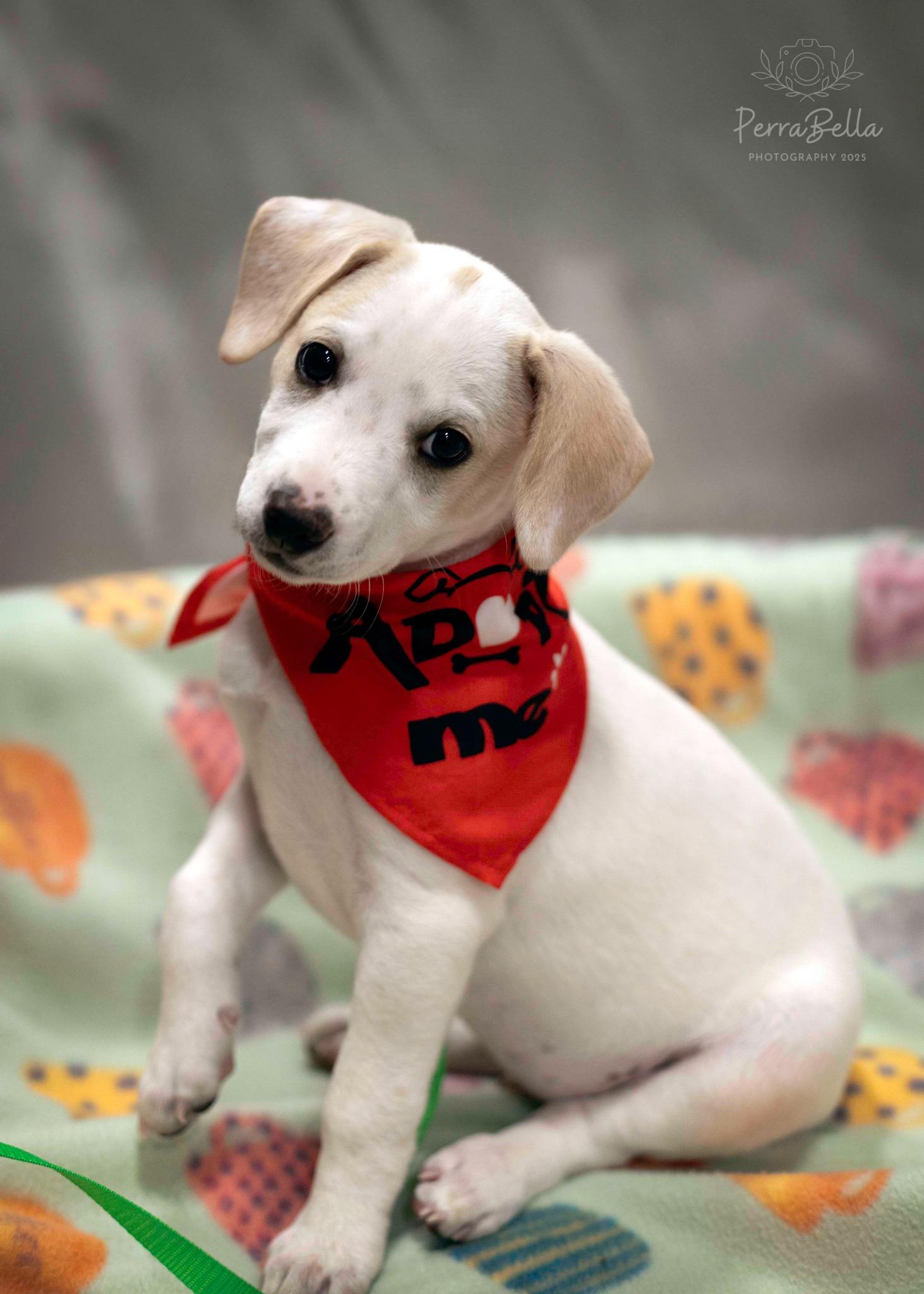 Enlarge Comet, a Adoptable Chihuahua in West Richland, WA image 3/6