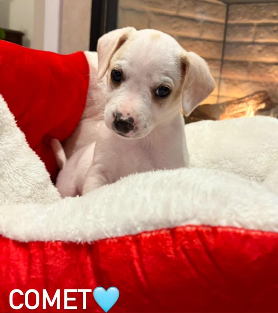 Enlarge Comet, a Adoptable Chihuahua in West Richland, WA image 4/6